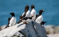 Razorbill and Altantic Puffin on Rocks Royalty Free Stock Photo