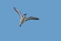 A Razorbill auk, seabird, Alca torda, in flight.