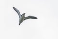 A Razorbill auk, seabird, Alca torda, in flight. Cutout.