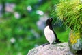 Razorbill bird on a rock with a open beak Royalty Free Stock Photo