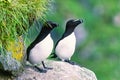 Razorbill birds resting on a cliff at the coast Royalty Free Stock Photo