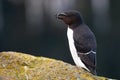 Razorbill calling with open beak and standing on a rock