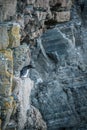 Razorbill on cliff at Whaligoe  in Scotland Royalty Free Stock Photo