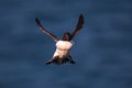 A razorbill in flight landing mode