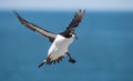 Razorbill Flying over the Water