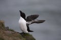 Razorbill at Fowlsheugh