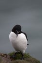 Razorbill at Fowlsheugh Royalty Free Stock Photo