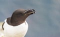 Razorbill on the Latrabjarg cliffs, West Fjords, Iceland on the