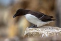 Razorbill looking down from rock