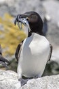 Razorbill on Machias Seal Island