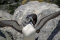 Razorbill on Machias Seal Island Royalty Free Stock Photo