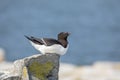 Razorbill on Machias Seal Island Royalty Free Stock Photo