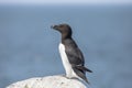 Razorbill on Machias Seal Island Royalty Free Stock Photo