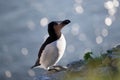 Razorbill perched on the cliff edge