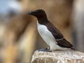 Razorbill perched on rock