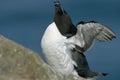 Razorbill or Razor-billed Auk