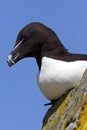 Razorbill - Scotland Royalty Free Stock Photo