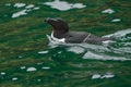 Razorbill - Alca torda