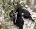 Razorbills - Alca torda, with chick perched on their cliff face nest.