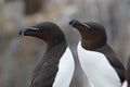 Razorbills Royalty Free Stock Photo