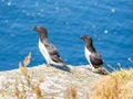 Razorbills in Handa island in Scotland Royalty Free Stock Photo