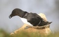 A razorbills looking over a cliff edge ready to fly