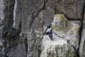 Razorbills nesting on cliff shelve.