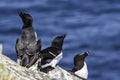 Razorbills nesting on cliff shelve