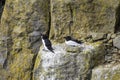 Razorbills nesting on cliff.