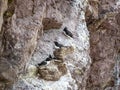 Razorbills in St Abbs Head, Scotland