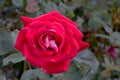 Razzle Dazzle Red Rose 02 Royalty Free Stock Photo