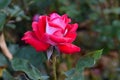 Creamy Pink Razzle Dazzle Rose Bud