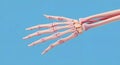 3D Render of Human Hand and Wrist Bones Royalty Free Stock Photo