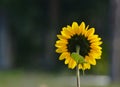 Rear of Sun Flower Royalty Free Stock Photo