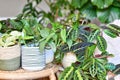rban jungle. Different tropical houseplants like Maranta, Philodendron or pothos in basket flower pots