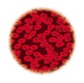 RBC [Red Blood Cells]