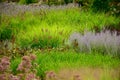 The RBG's new Rock Garden