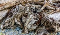 Rbuy Beach Driftwood Macro