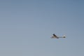 RC glider flying in the blue sky Royalty Free Stock Photo