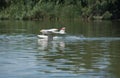 RC Hydroplane landing on water Royalty Free Stock Photo