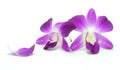 Rchid Flower isolated on white background Royalty Free Stock Photo