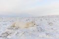 Rctic fox Vulpes Lagopus in wilde tundra. Arctic fox lying