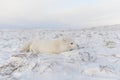 Rctic fox Vulpes Lagopus in wilde tundra. Arctic fox lying