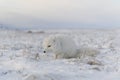 Rctic fox Vulpes Lagopus in wilde tundra. Arctic fox lying