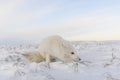 Rctic fox Vulpes Lagopus in wilde tundra. Arctic fox lying