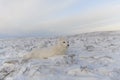 Rctic fox Vulpes Lagopus in wilde tundra. Arctic fox lying