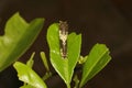 3rd instar of the caterpillar of the lime butterfly, Papillio demoleus.