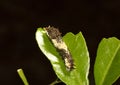 3rd instar of the caterpillar of the lime butterfly, Papillio demoleus.