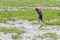 Water lily production at north 24 Parganas west bengal Royalty Free Stock Photo