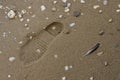 We`re all in this together; Interbeing of species; footprint and feather on a wet beach with shells and rocks